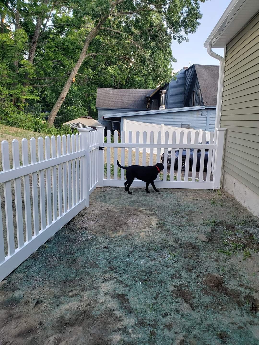 White picket fence enclosing a yard for a dog, installed by Sullivan & Sons Fence